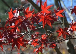 台灣掌葉楓:擁有少女般秀麗纖細的浪漫