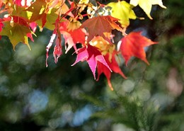 北部賞楓景點推薦