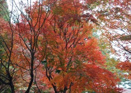 台灣紅榨楓:最有愛的紅楓