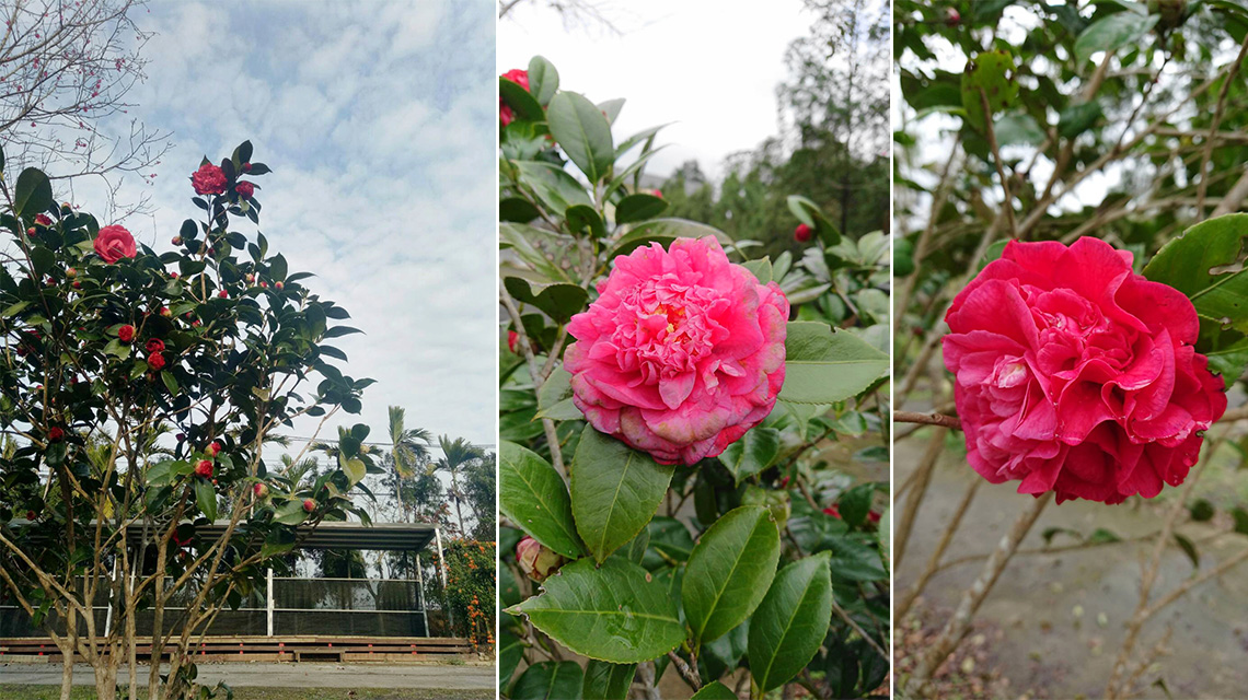 苗栗三灣山上咖啡露營區 Super Parents 超級爸媽 親子旅遊資訊最豐富的平台