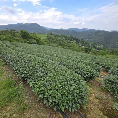 宜蘭大同 天際線茶園營地