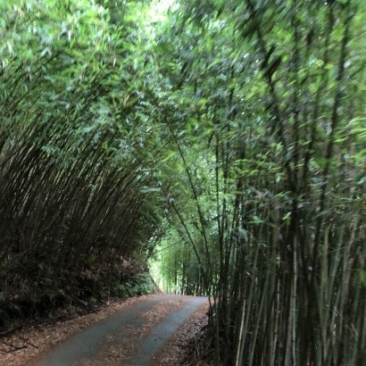 苗栗泰安 藍天嶺露營區