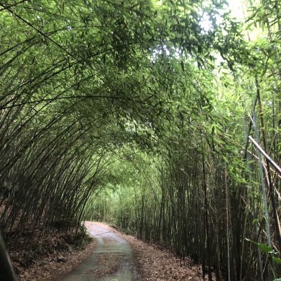 苗栗泰安 藍天嶺露營區