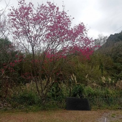 新竹尖石 歐莎露營區