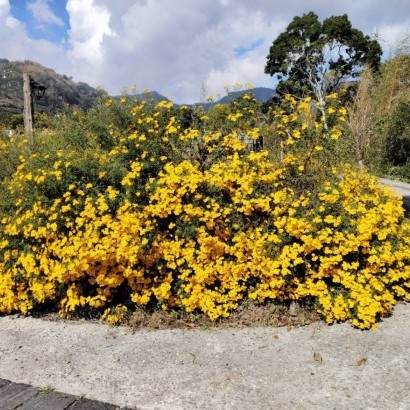 嘉義阿里山 牧匠露營區