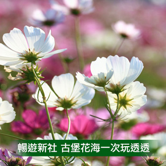 台中新社 momo佳園民宿