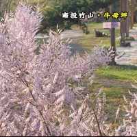 南投竹山 牛母坪露營區