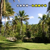 台東卑南 初鹿椰子林