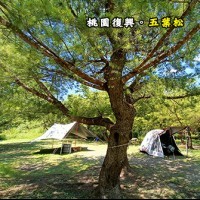 桃園復興 石秀灣五葉松露營區