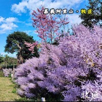 嘉義阿里山 牧匠露營區