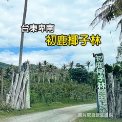 台東卑南 初鹿椰子林
