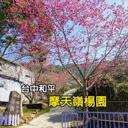 台中和平 摩天嶺楊園露營區