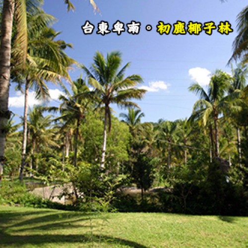 台東卑南 初鹿椰子林