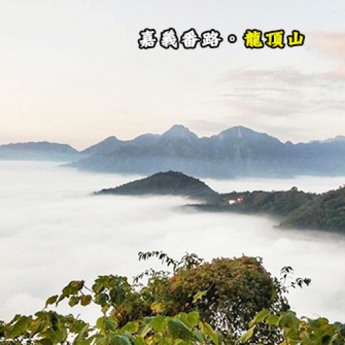 嘉義番路  阿里山 龍頂山(一般營位)