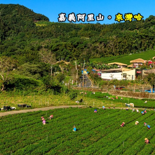 嘉義阿里山 來灣哈露營區