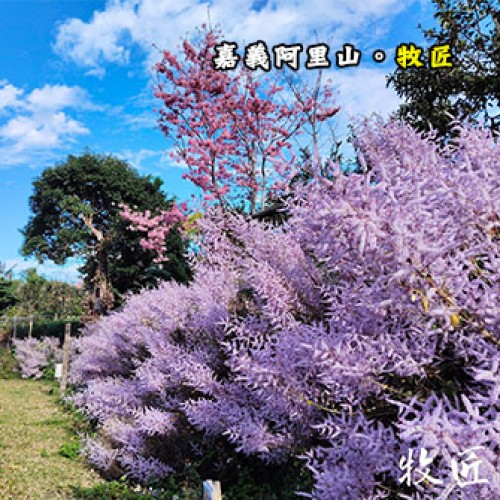 嘉義阿里山 牧匠露營區